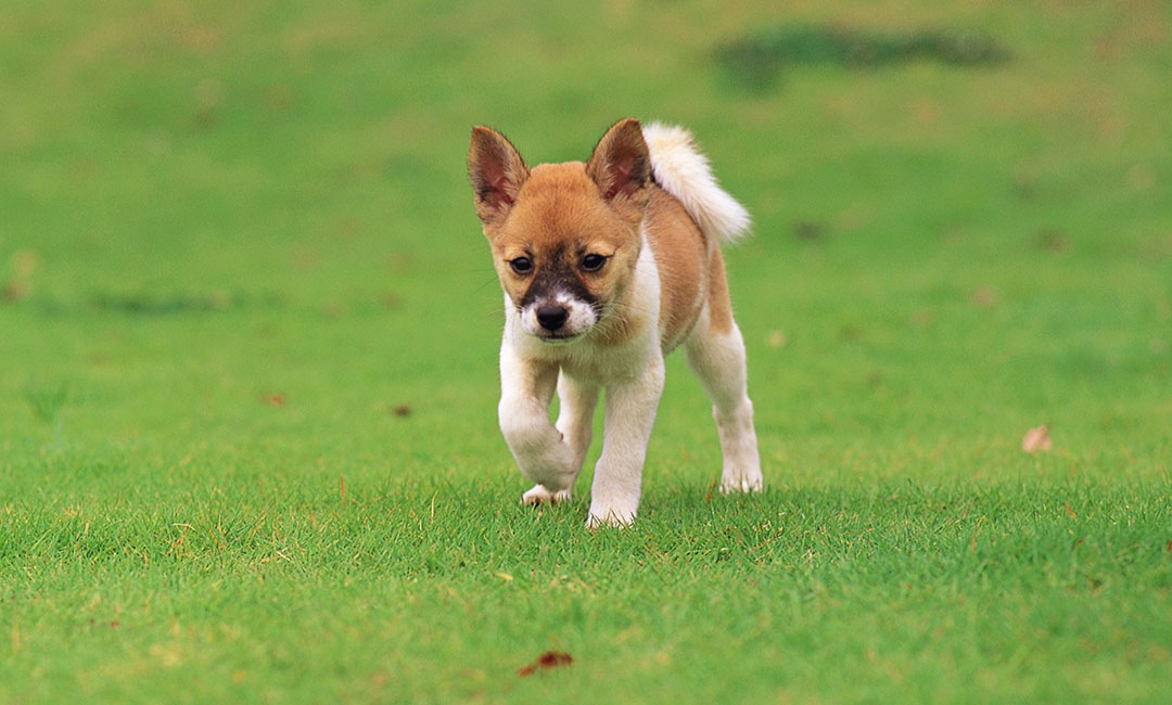 连云港叮叮宠物商业计划书案例